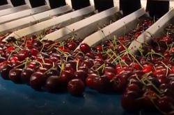 ATG Cherry Packing Line