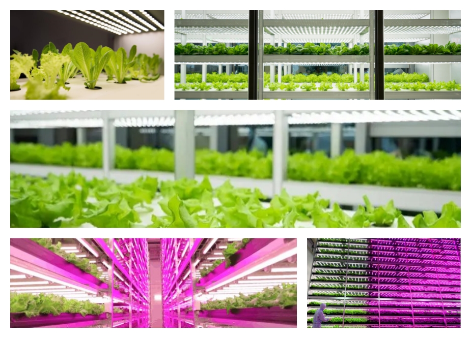 Vertical farming